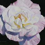 Lavender Rose